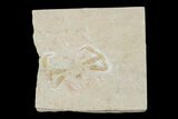 Cretaceous Fossil Crab (Geryon) - Lebanon #173165-1